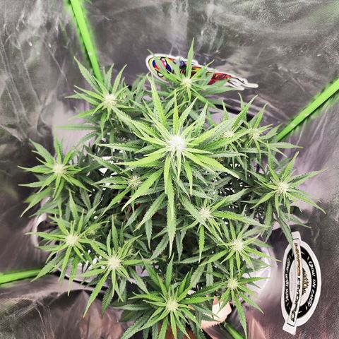 Auto Banana Blaze  growlog timeline photo