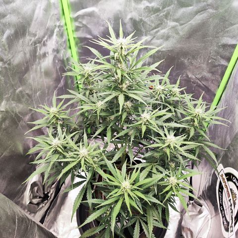 Auto Banana Blaze  growlog timeline photo