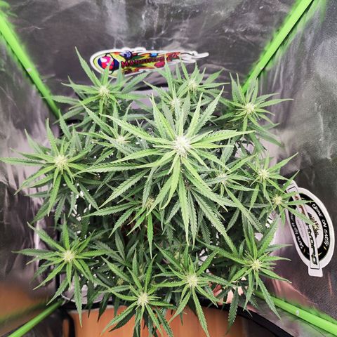 Auto Banana Blaze  growlog timeline photo
