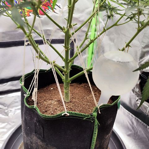 Auto Banana Blaze  growlog timeline photo