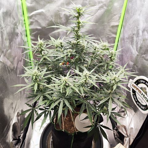 Auto Banana Blaze  growlog timeline photo