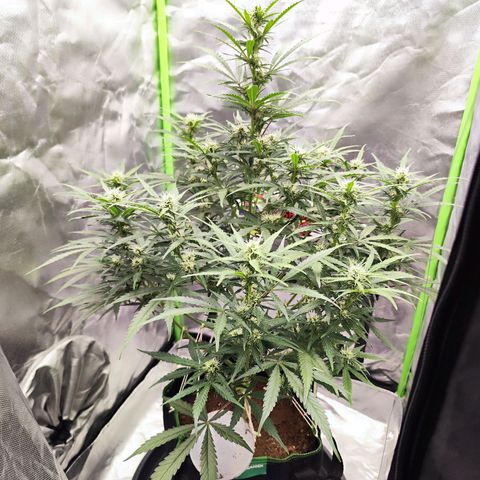 Auto Banana Blaze  growlog timeline photo