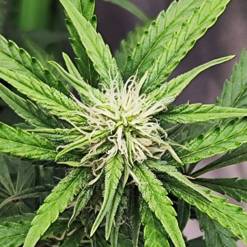 Auto Banana Blaze  growlog timeline photo