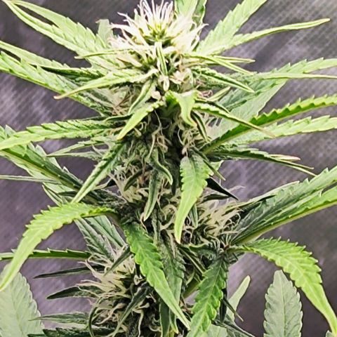 Auto Banana Blaze  growlog timeline photo