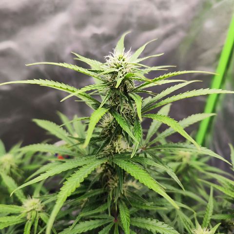Auto Banana Blaze  growlog timeline photo