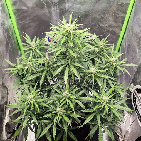 Auto Banana Blaze  growlog timeline photo