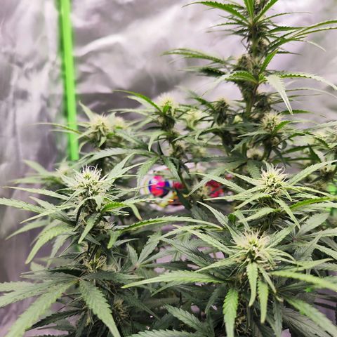 Auto Banana Blaze  growlog timeline photo
