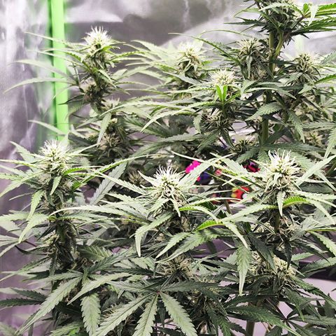 Auto Banana Blaze  growlog timeline photo