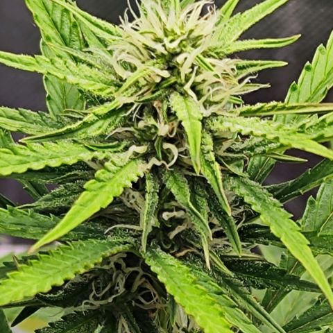 Auto Banana Blaze  growlog timeline photo