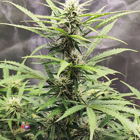 Auto Banana Blaze  growlog timeline photo