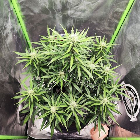 Auto Banana Blaze  growlog timeline photo
