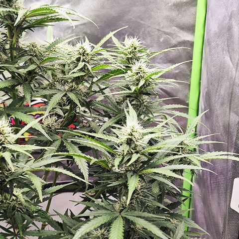 Auto Banana Blaze  growlog timeline photo