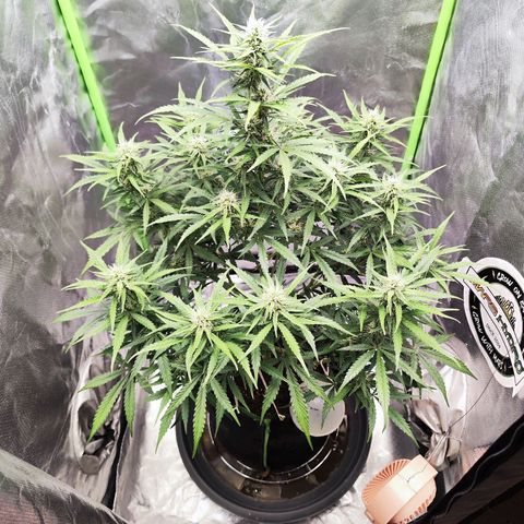 Auto Banana Blaze  growlog timeline photo