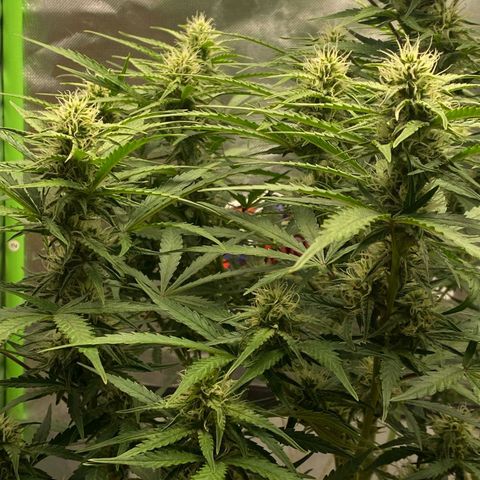 Auto Banana Blaze  growlog timeline photo