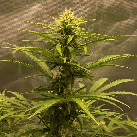 Auto Banana Blaze  growlog timeline photo