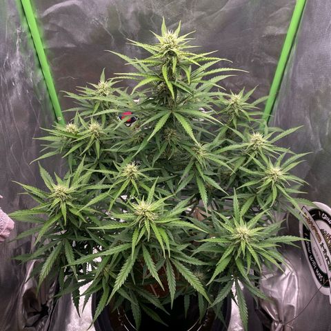 Auto Banana Blaze  growlog timeline photo