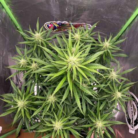 Auto Banana Blaze  growlog timeline photo