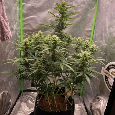 Auto Banana Blaze  growlog timeline photo