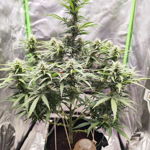 Auto Banana Blaze  growlog timeline photo