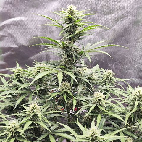 Auto Banana Blaze  growlog timeline photo