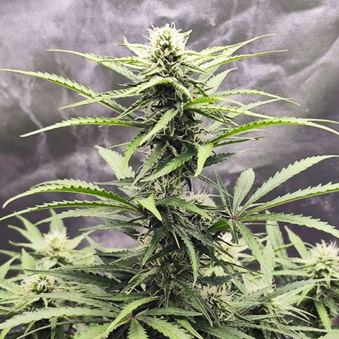 Auto Banana Blaze  growlog timeline photo