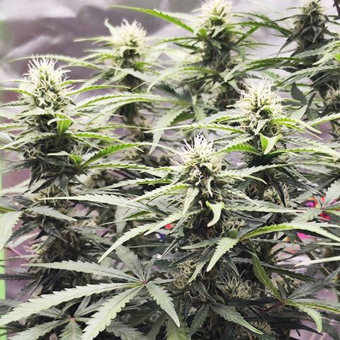 Auto Banana Blaze  growlog timeline photo