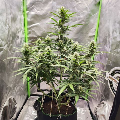 Auto Banana Blaze  growlog timeline photo