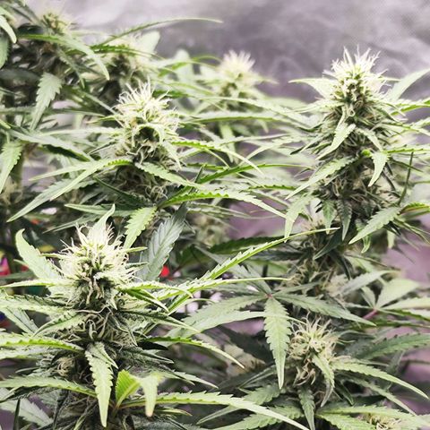 Auto Banana Blaze  growlog timeline photo