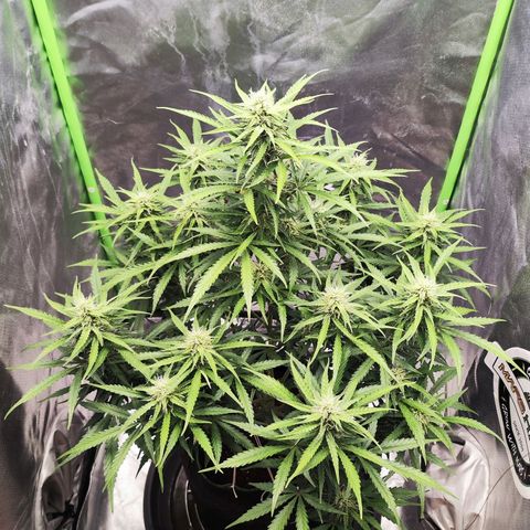Auto Banana Blaze  growlog timeline photo
