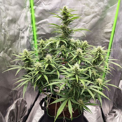 Auto Banana Blaze  growlog timeline photo