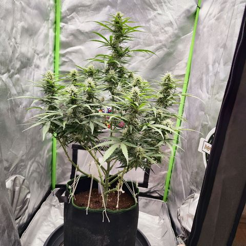 Auto Banana Blaze  growlog timeline photo
