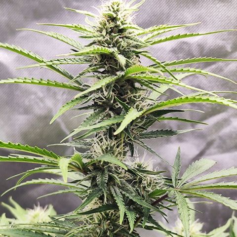 Auto Banana Blaze  growlog timeline photo