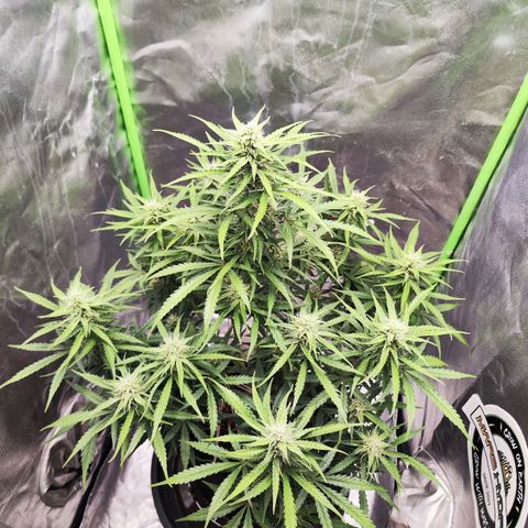 Auto Banana Blaze  growlog timeline photo
