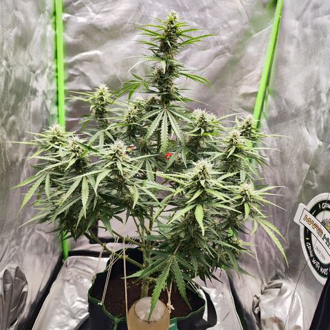 Auto Banana Blaze  growlog timeline photo