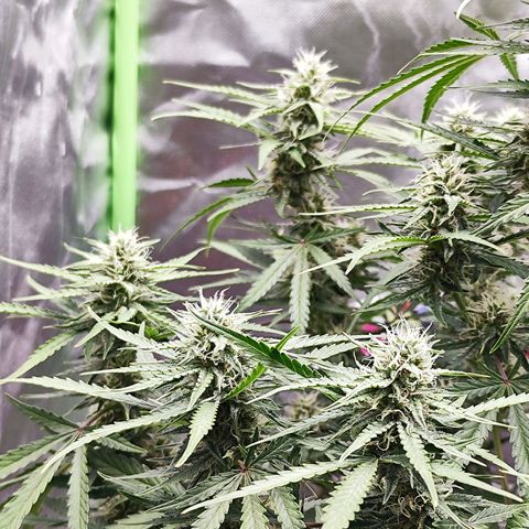 Auto Banana Blaze  growlog timeline photo