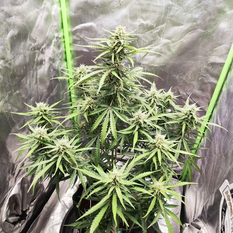 Auto Banana Blaze  growlog timeline photo