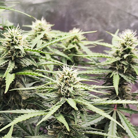 Auto Banana Blaze  growlog timeline photo