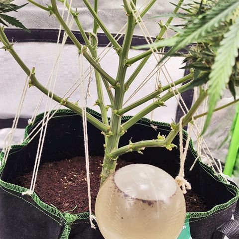 Auto Banana Blaze  growlog timeline photo