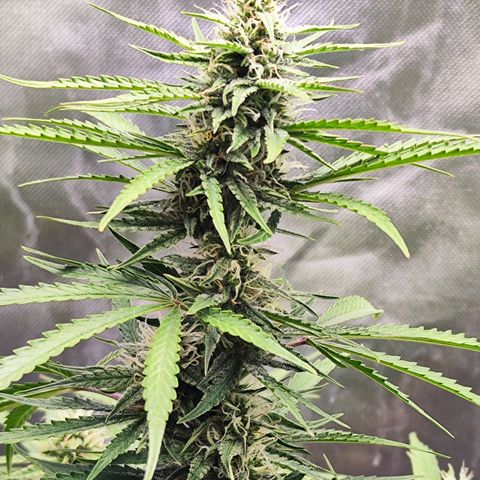 Auto Banana Blaze  growlog timeline photo