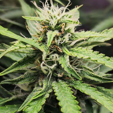 Auto Banana Blaze  growlog timeline photo