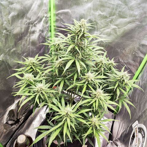 Auto Banana Blaze  growlog timeline photo
