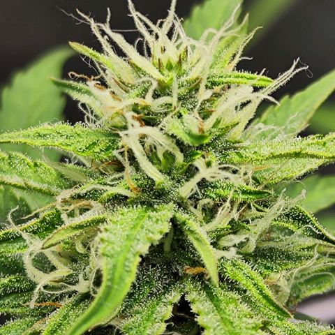 Auto Banana Blaze  growlog timeline photo