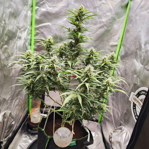 Auto Banana Blaze  growlog timeline photo