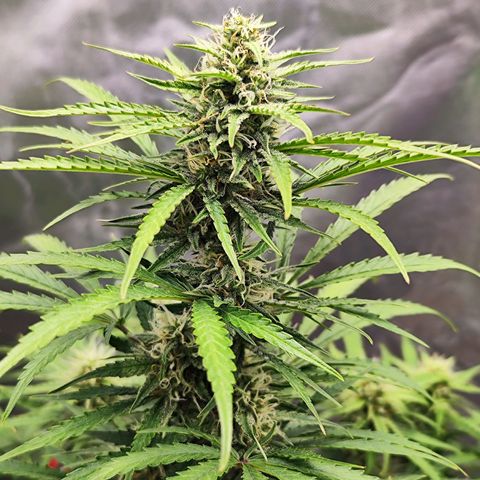 Auto Banana Blaze  growlog timeline photo