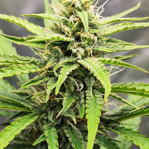 Auto Banana Blaze  growlog timeline photo