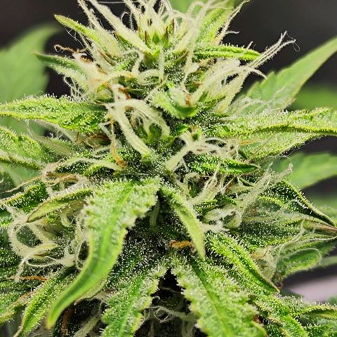 Auto Banana Blaze  growlog timeline photo