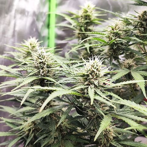 Auto Banana Blaze  growlog timeline photo