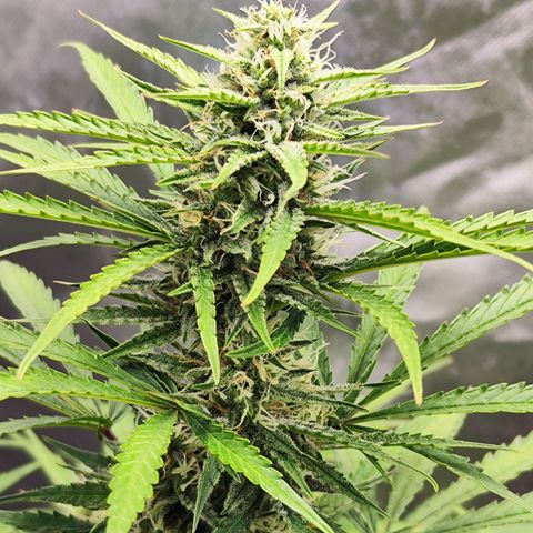 Auto Banana Blaze  growlog timeline photo