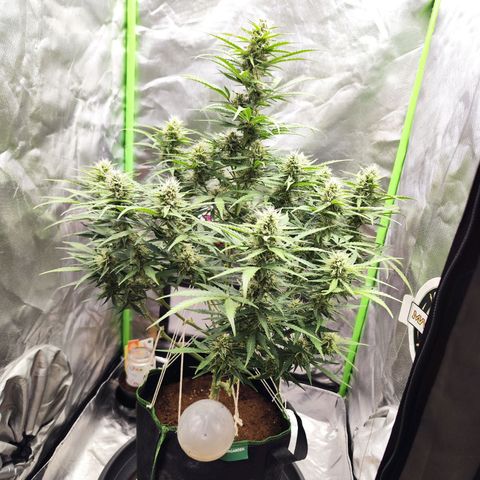 Auto Banana Blaze  growlog timeline photo