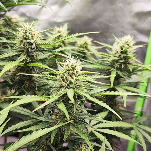 Auto Banana Blaze  growlog timeline photo